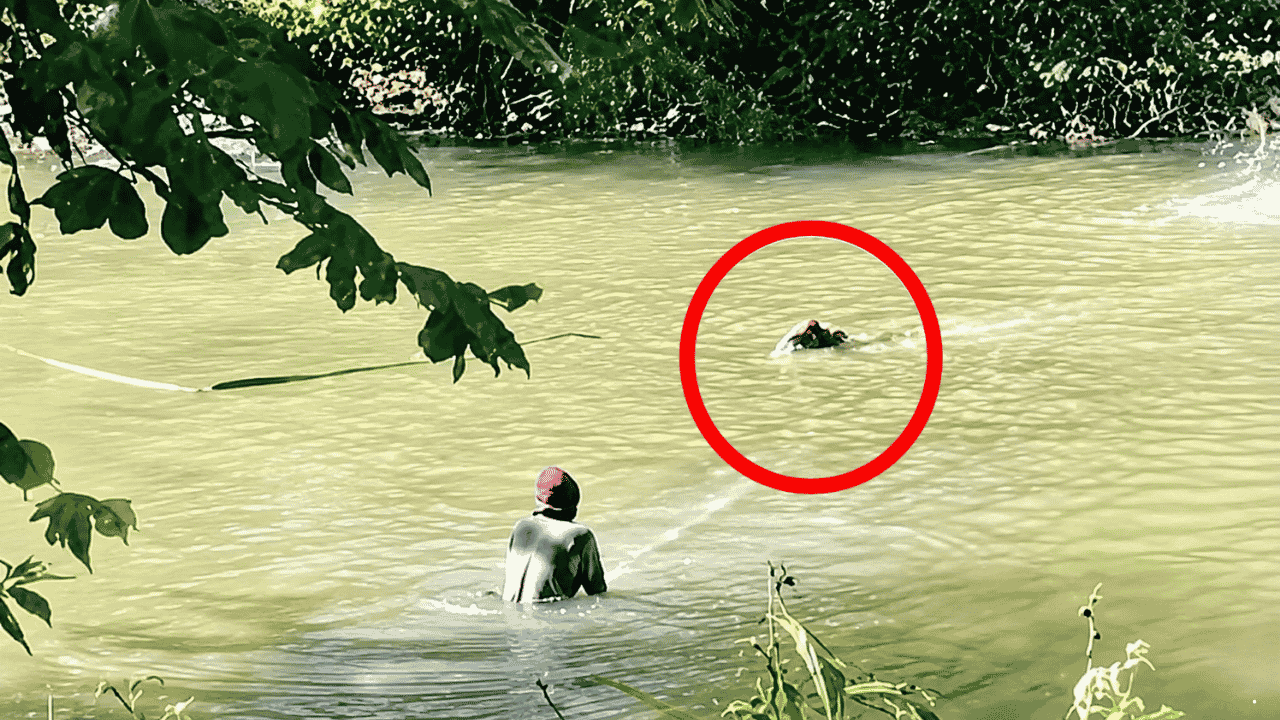 Situ Habibie Sukabumi Jadi Habitat Buaya, Serangan ke Ternak Picu Keresahan Warga