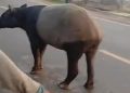 Seekor tapir yang viral di Mesuji, Lampung, diduga disembelih warga. Polisi menangkap empat pelaku, sementara BKSDA menyelidiki kasus tersebut.