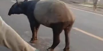 Seekor tapir yang viral di Mesuji, Lampung, diduga disembelih warga. Polisi menangkap empat pelaku, sementara BKSDA menyelidiki kasus tersebut.