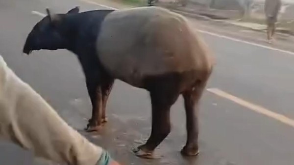Viral Tapir Nyasar di Lampung Berakhir Tragis, Polisi Amankan Empat Terduga Pelaku