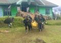 Empat pekerja proyek jalan dilaporkan tewas akibat penyerangan bersenjata di Tolikara, Papua Pegunungan. Aparat gabungan telah mengevakuasi korban.