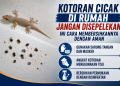 Kotoran cicak berpotensi membawa bakteri seperti Salmonella. Simak cara aman membersihkannya tanpa membuat partikel kotoran beterbangan di rumah.