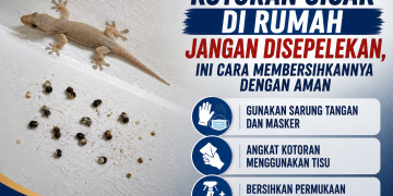 Kotoran cicak berpotensi membawa bakteri seperti Salmonella. Simak cara aman membersihkannya tanpa membuat partikel kotoran beterbangan di rumah.