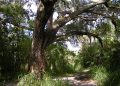 Pohon Iblis Oak Hammock Park, Misteri Pohon Iblis, Kutukan Pohon Iblis Port Saint Lucie