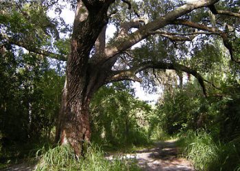 Pohon Iblis Oak Hammock Park, Misteri Pohon Iblis, Kutukan Pohon Iblis Port Saint Lucie