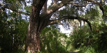 Pohon Iblis Oak Hammock Park, Misteri Pohon Iblis, Kutukan Pohon Iblis Port Saint Lucie